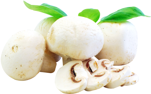 Download Fresh Mushrooms Png Image - Mushrooms Food Png (500x318), Png Download