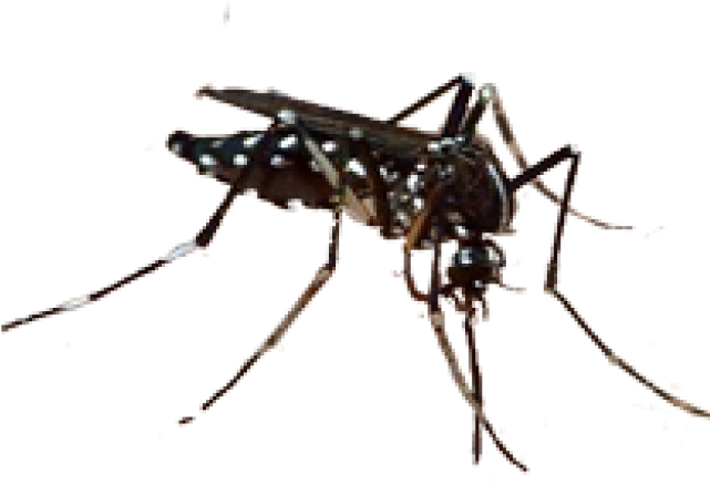 New Species Discovered 2011 (640x480), Png Download