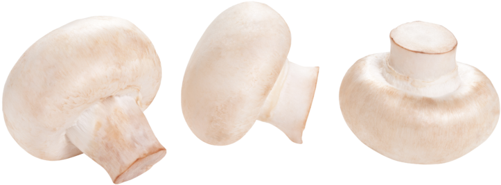 Storage Temperatures - Common Mushroom (800x458), Png Download