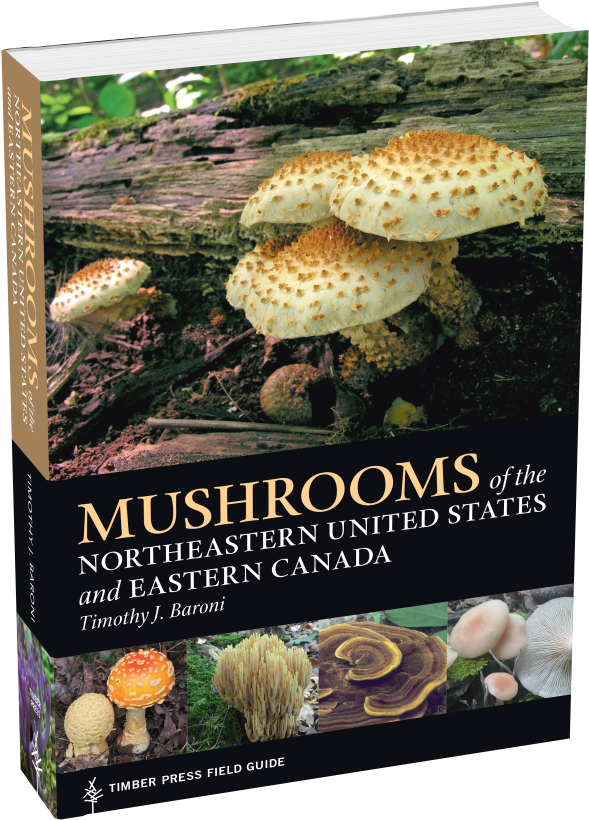 Mushrooms Of The Northeastern United States And Eastern - Mushrooms Of The Northeast: Timber Press Field Guide (600x835), Png Download