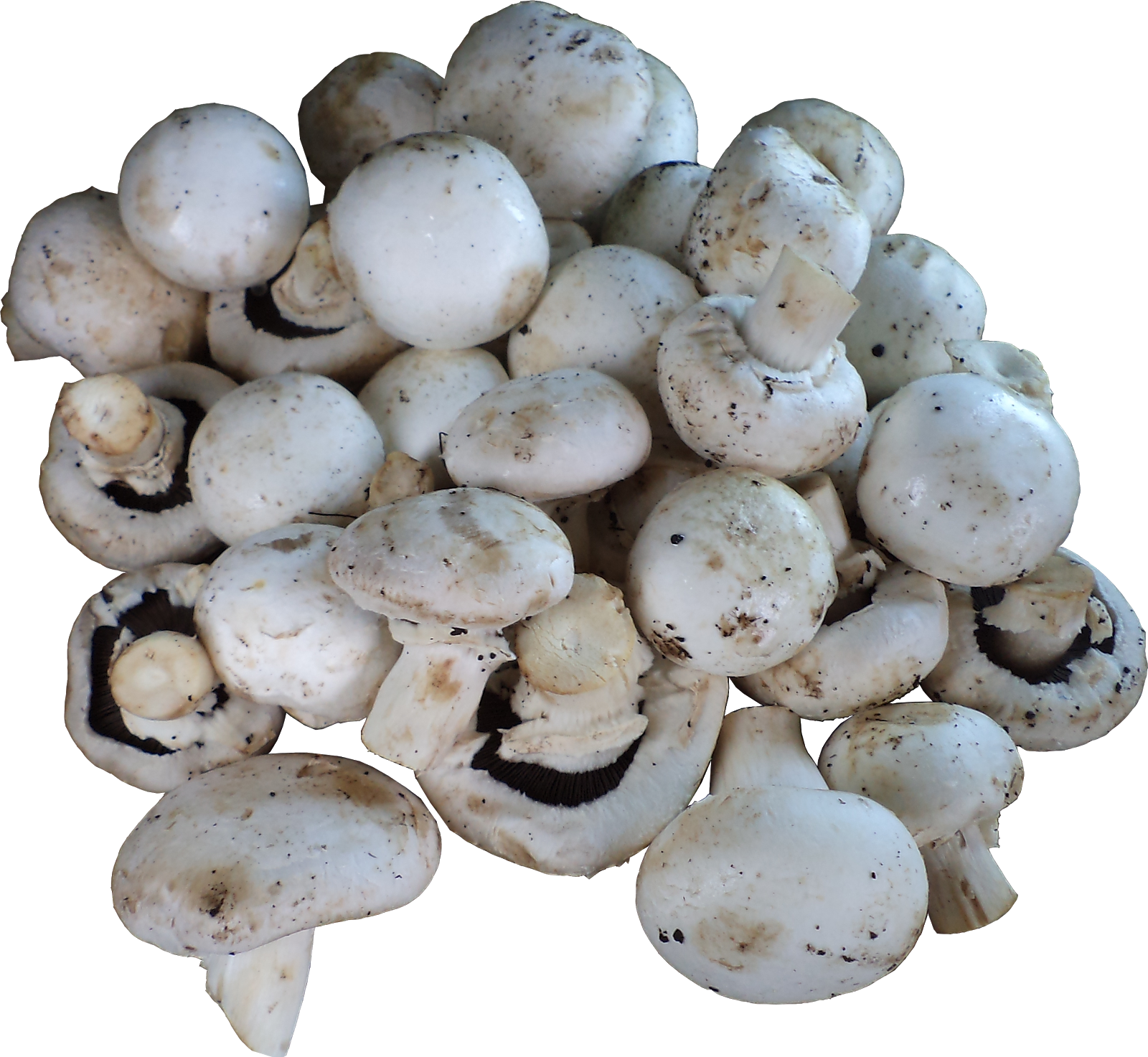 1) Mushrooms (button / Milky / Oyster / Shitake) - Champignon Mushroom (1600x1473), Png Download