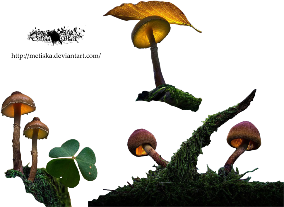 Mushrooms Png By Metiska - Agaricus (1024x756), Png Download