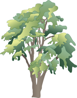 Ian Symbol Robinia Pseudoacacia - Rainforest Tree Vector Png (317x400), Png Download