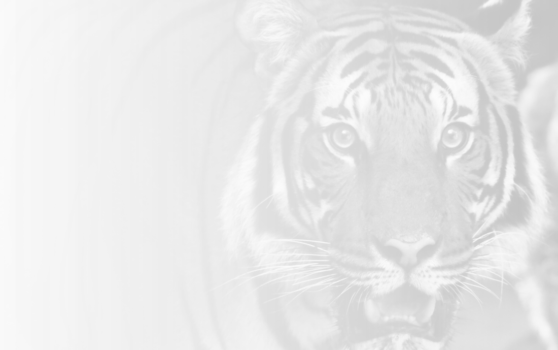 Current Hope High School Online Students Mascot - Tiger Roar Tablet - Ipad Mini 1 And 2 (vertical) (1100x689), Png Download