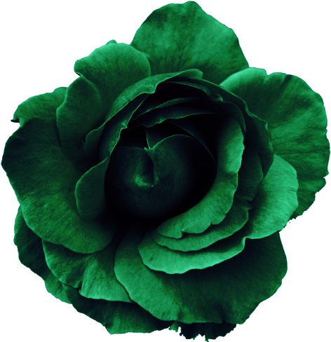 Flower Rose Green - Png Flower (500x496), Png Download