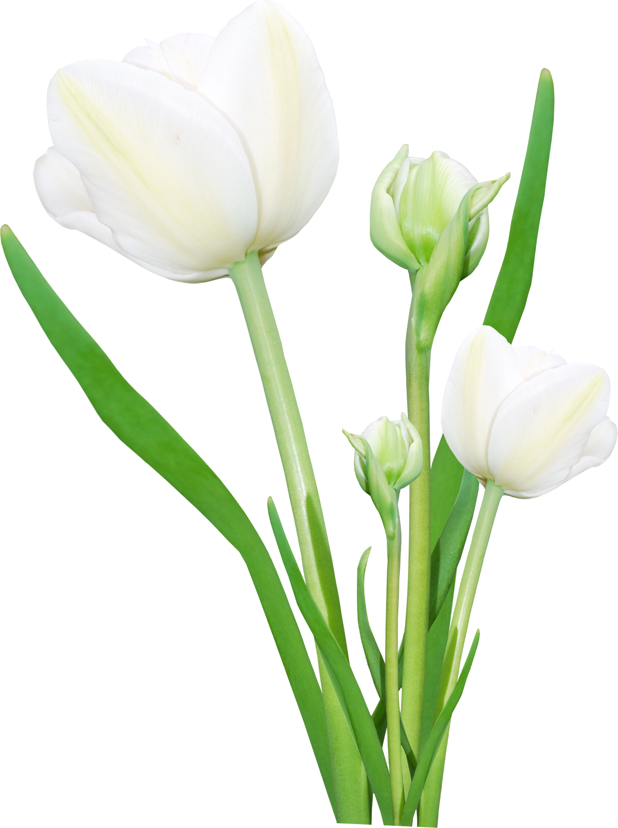Bouquet Flowers Png - Flowers Png (1269x1700), Png Download