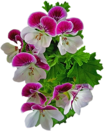 Pink Violet Flower Png Clipart - Flowers Cliparts For Photoshop (350x441), Png Download
