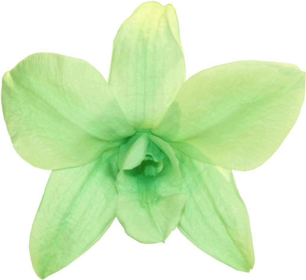 Orchid Dendrobium - Mint Green - Png Mint Green (1024x928), Png Download