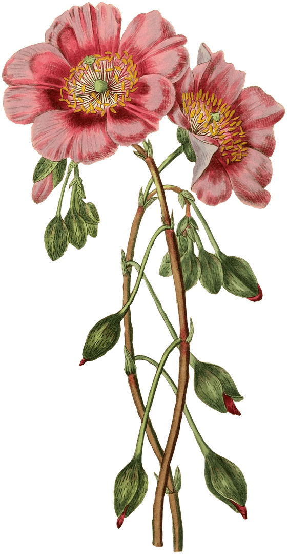 Flowers - Vintage Flowers Illustration Png (744x1280), Png Download
