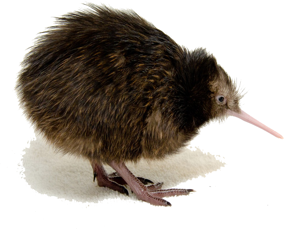 Kiwi Bird Png Clipart - North Island Brown Kiwi Transparent (1024x813), Png Download