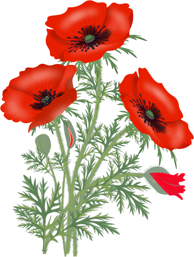 Red Poppies, Poppy Flowers, Flower Pictures, Flower - Red Poppy Flower Png (800x1093), Png Download