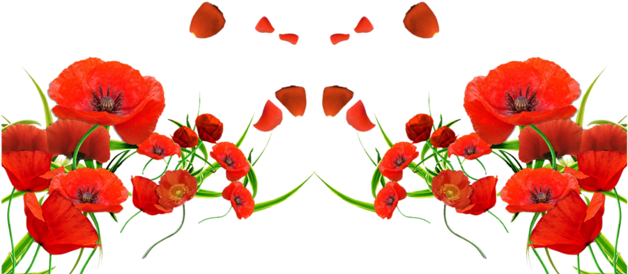 Forget Me Not Red Flowers (900x415), Png Download