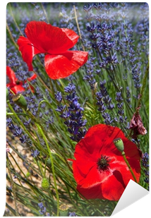 Corn Poppy (400x400), Png Download