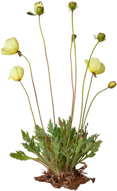 Arctic Poppy (550x420), Png Download