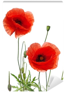 Red Poppies Isolated On White Greeting Card (400x400), Png Download