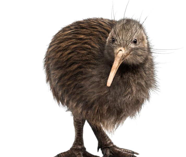 Kiwi Bird Transparent Background - Kiwi Bird White Background (800x600), Png Download