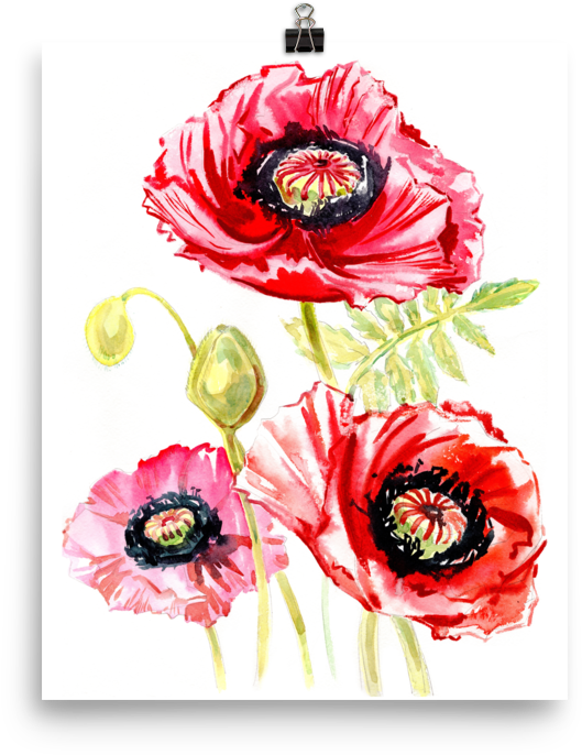 Bright And Floral Poppy Watercolour Matte Poster - Watercolor Painting (1000x1000), Png Download