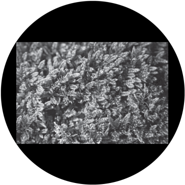 Moss B&w Gobo - Frost (400x400), Png Download