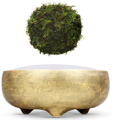 Hoshinchu Air Bonsai Garden - Bonsai (463x432), Png Download