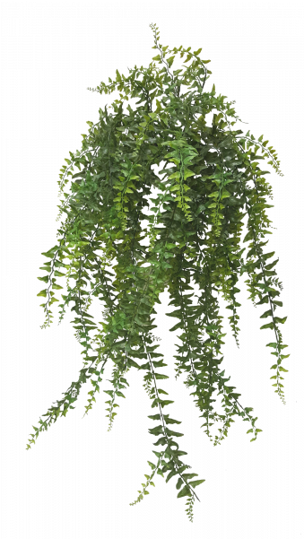 Rhapis Excelsa (800x600), Png Download