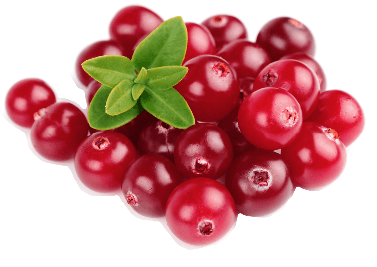 Cranberries - Organic Traditions Organic Cranberry Supreme With Probiotics (780x580), Png Download