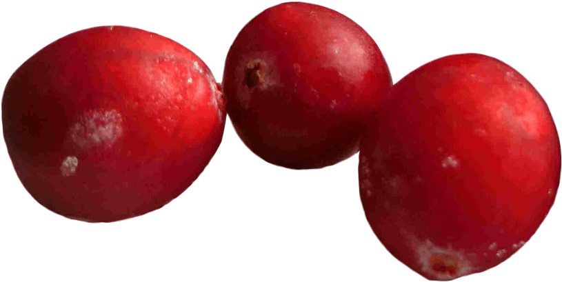 Free Png Cranberries Png Images Transparent - Cranberry Png (850x450), Png Download