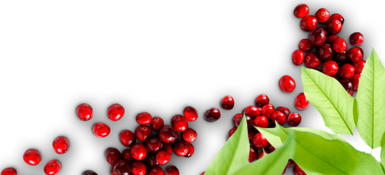Browse Recipes - Lingonberry (552x252), Png Download