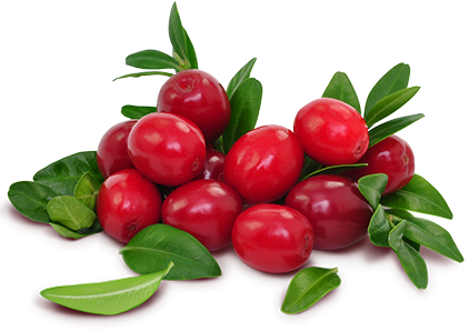 Ocean Spray Cranberries - Transparent Cranberries (422x298), Png Download
