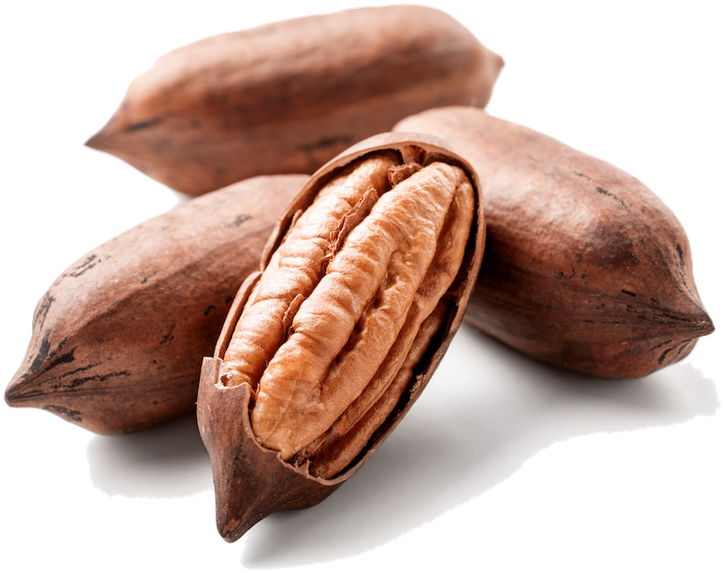 The Industry's - Pecan (1000x726), Png Download