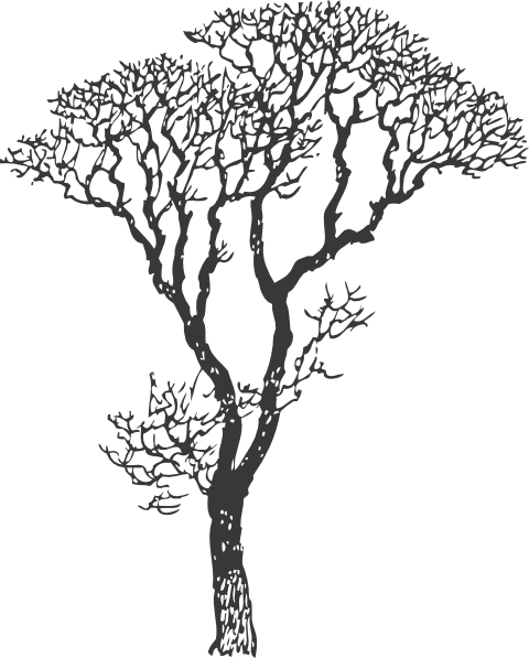 Charcoal Tree Drawing At Getdrawings - Tree Drawing Black And White (480x597), Png Download