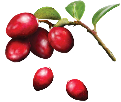 Search For - - Cranberry (500x500), Png Download