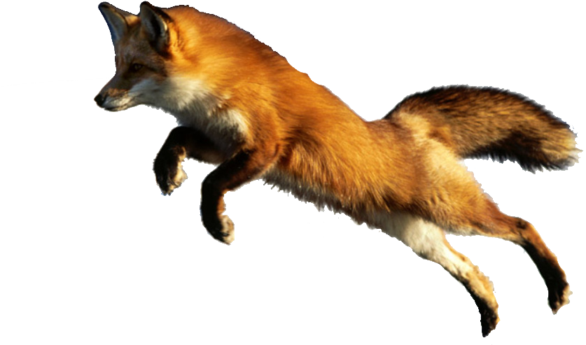 Publicado Por Rodriguez Patiño Jose Luis En - Beautiful Animal Lazy (927x494), Png Download