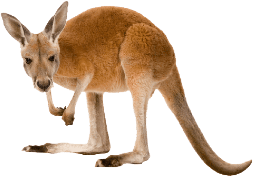 Https - //raw - Githubusercontent - - Png - Kangaroo Transparent (500x375), Png Download