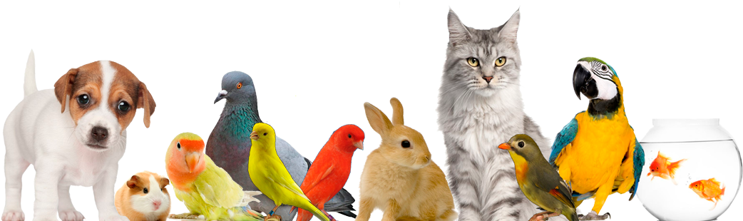 Animales Domesticos - Fondo Animales Domesticos Png (1170x313), Png Download