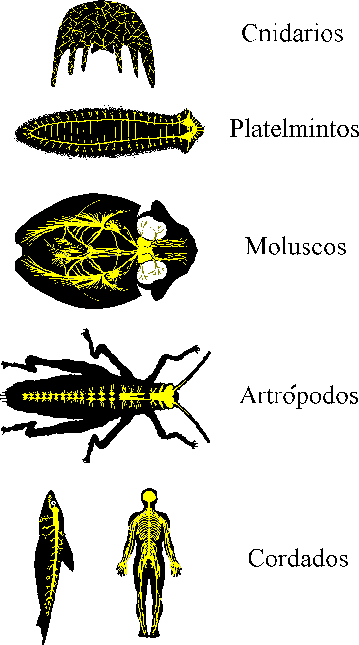 Png - Sistema Nervoso Dos Invertebrados (850x1392), Png Download