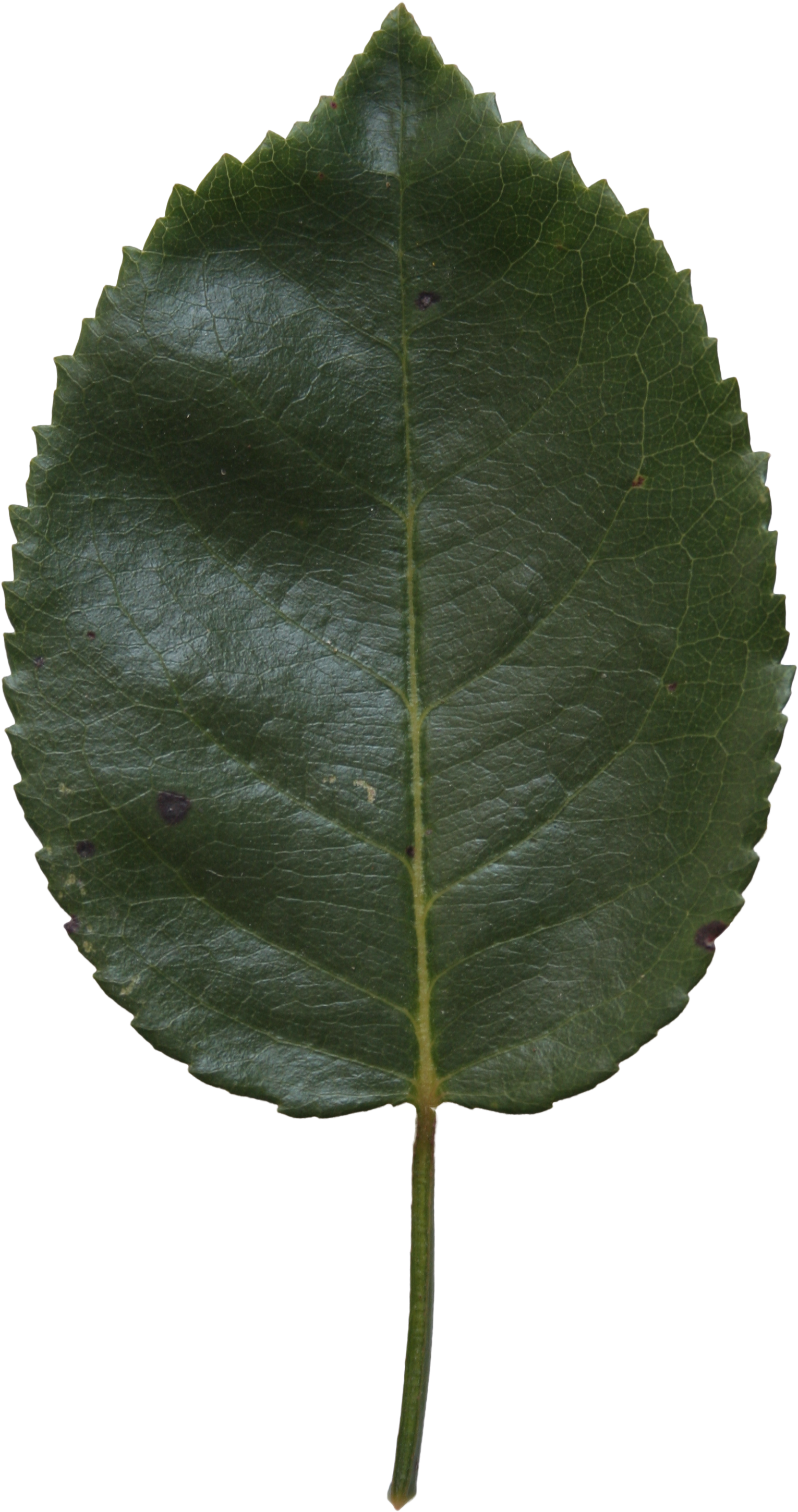 Birch Leaf Texture - Birch (2304x3456), Png Download