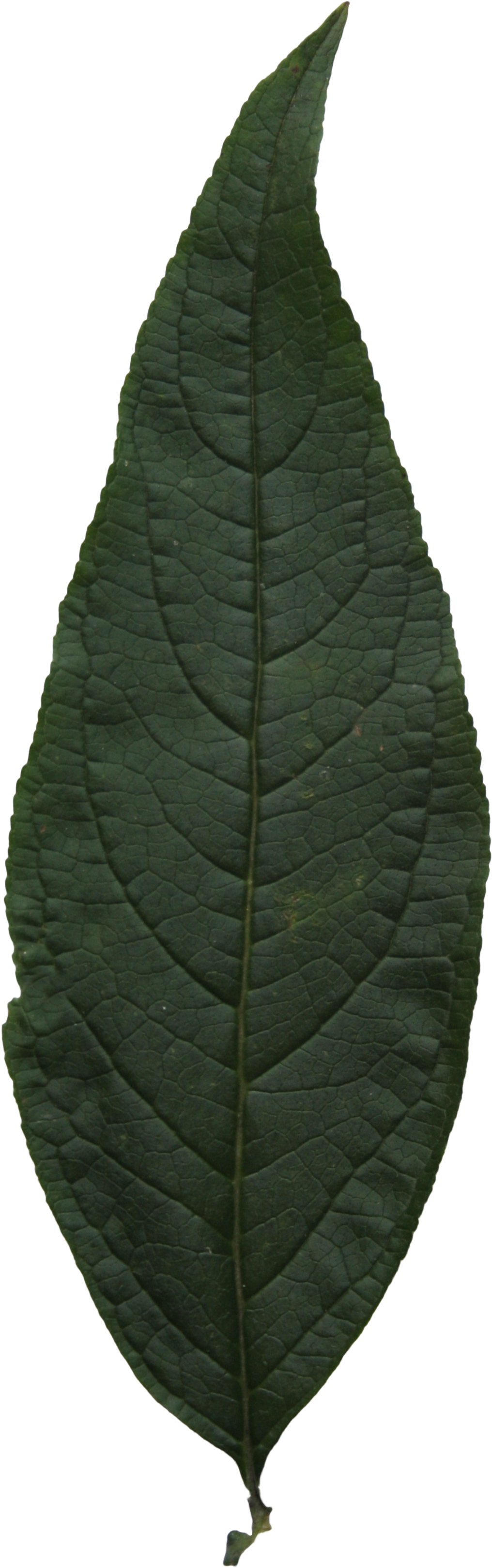 2d Leaves - Hi Res Leaf Png (1621x3456), Png Download