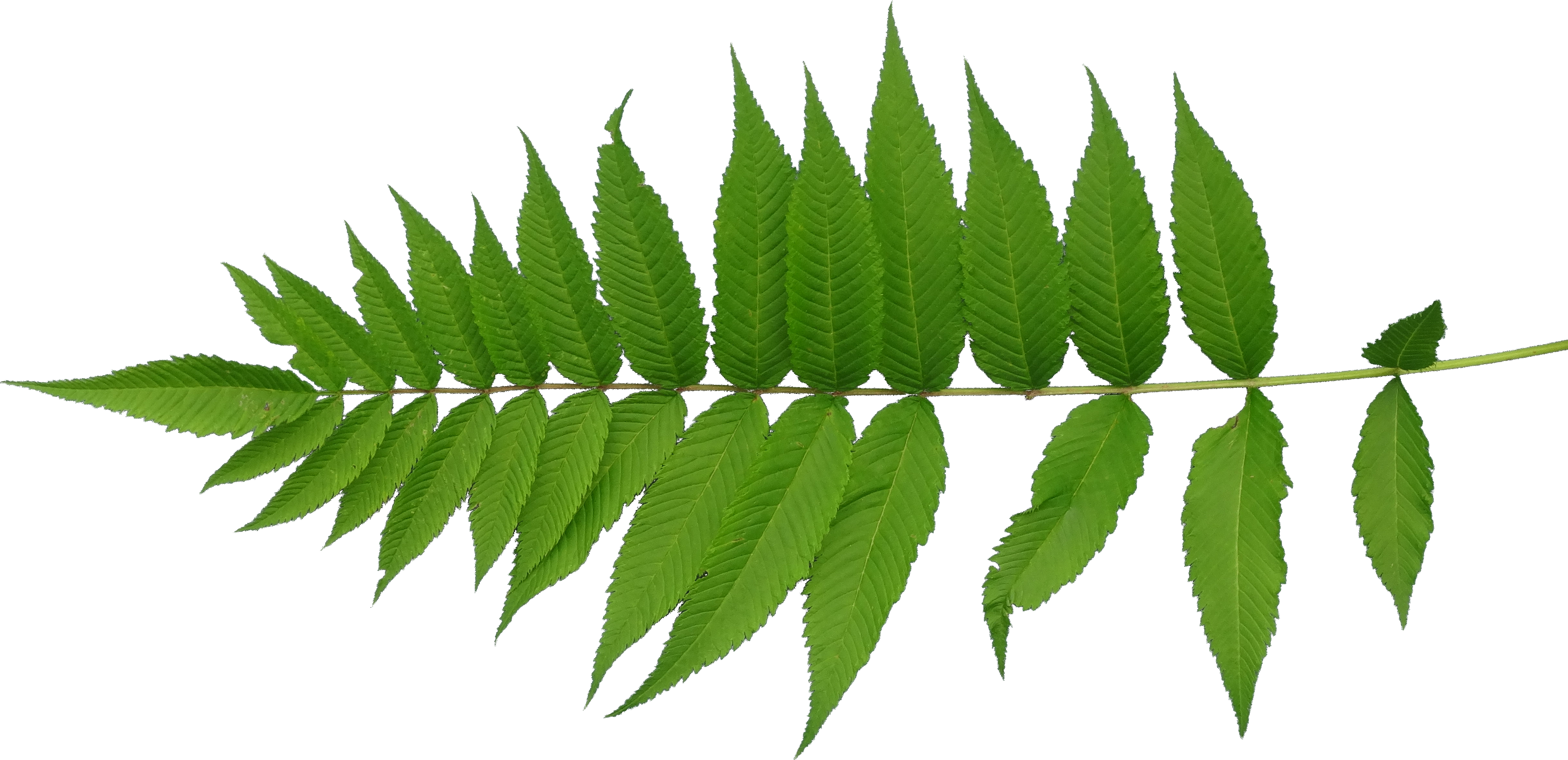 Transparent Mapping Leaf - Leaves Texture Png (4860x2356), Png Download