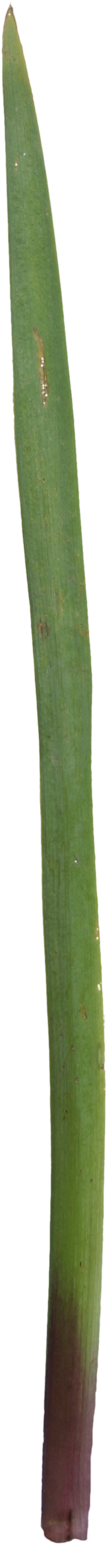 2d Leaves - Agave (704x3456), Png Download