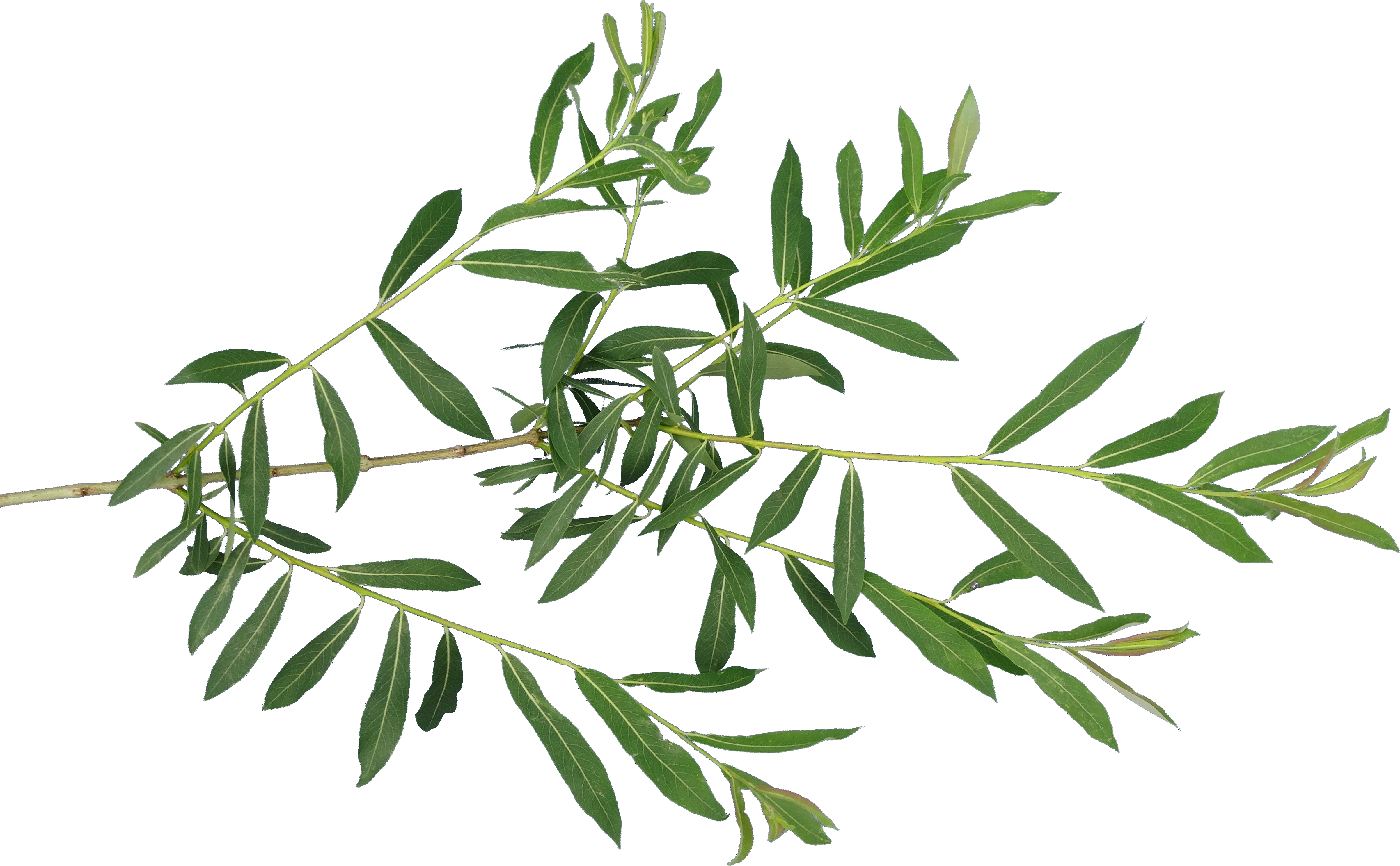 Index Of - Willow Leaf Texture Transparent (4811x2979), Png Download
