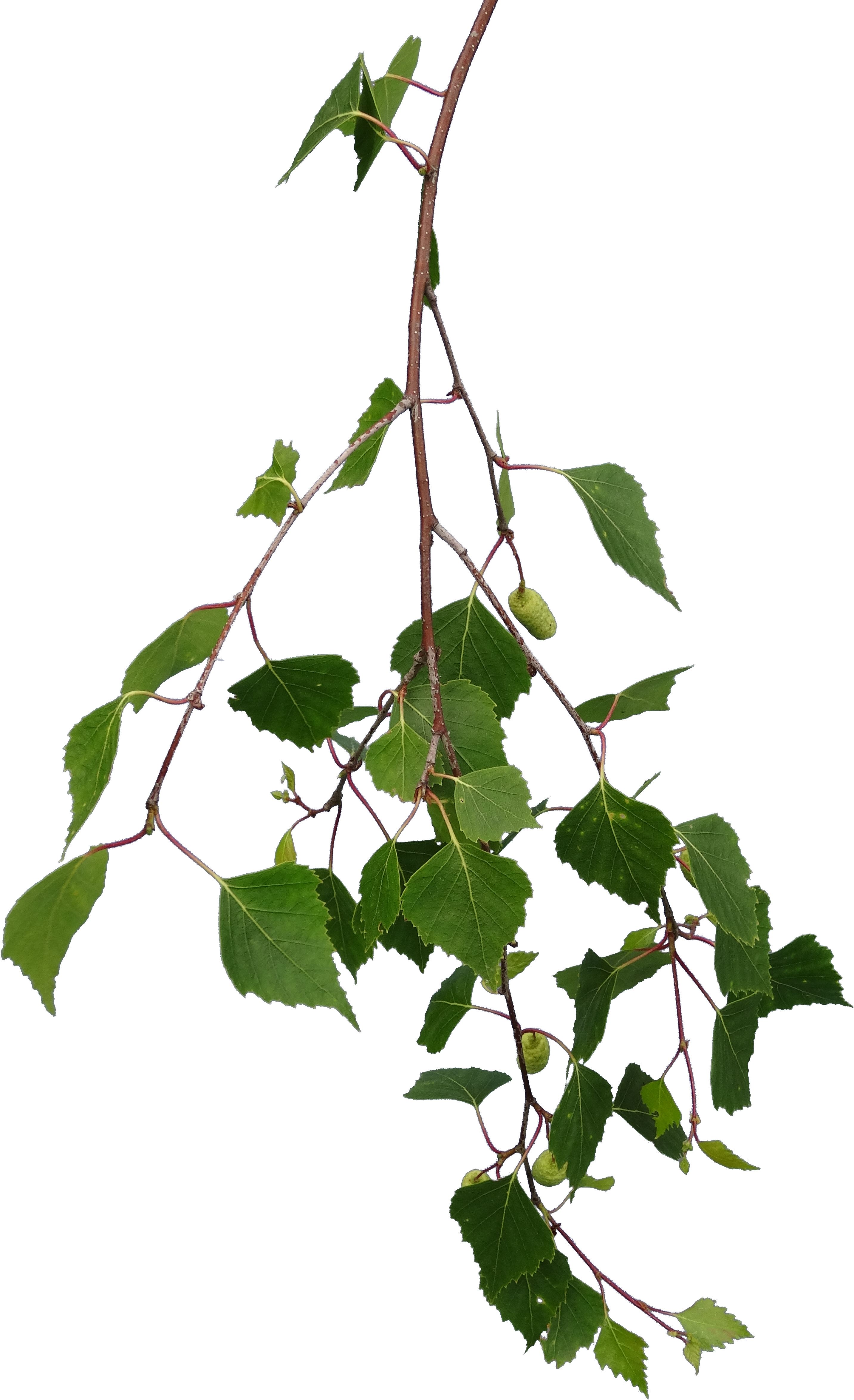 Image Black And White Download Branch Transparent Birch - Birch Branches Branch Png (2864x4692), Png Download