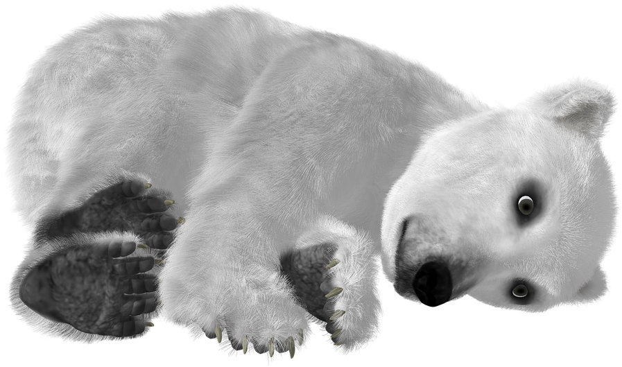 Download Polar Bear Png Transparent Images Transparent - Urso Polar Fundo Transparente (960x720), Png Download