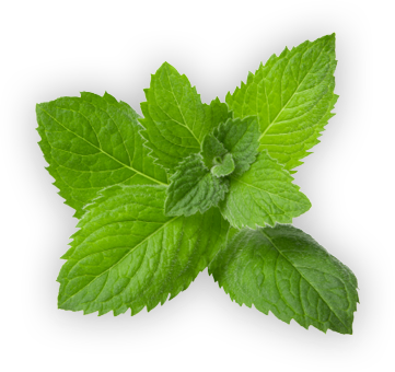 Holly Story Image Holly Leaf - Spearmint (361x340), Png Download