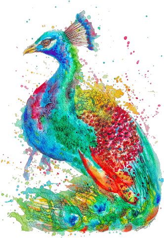 Astrid Brisson Peacock Illustration Art Print (480x480), Png Download