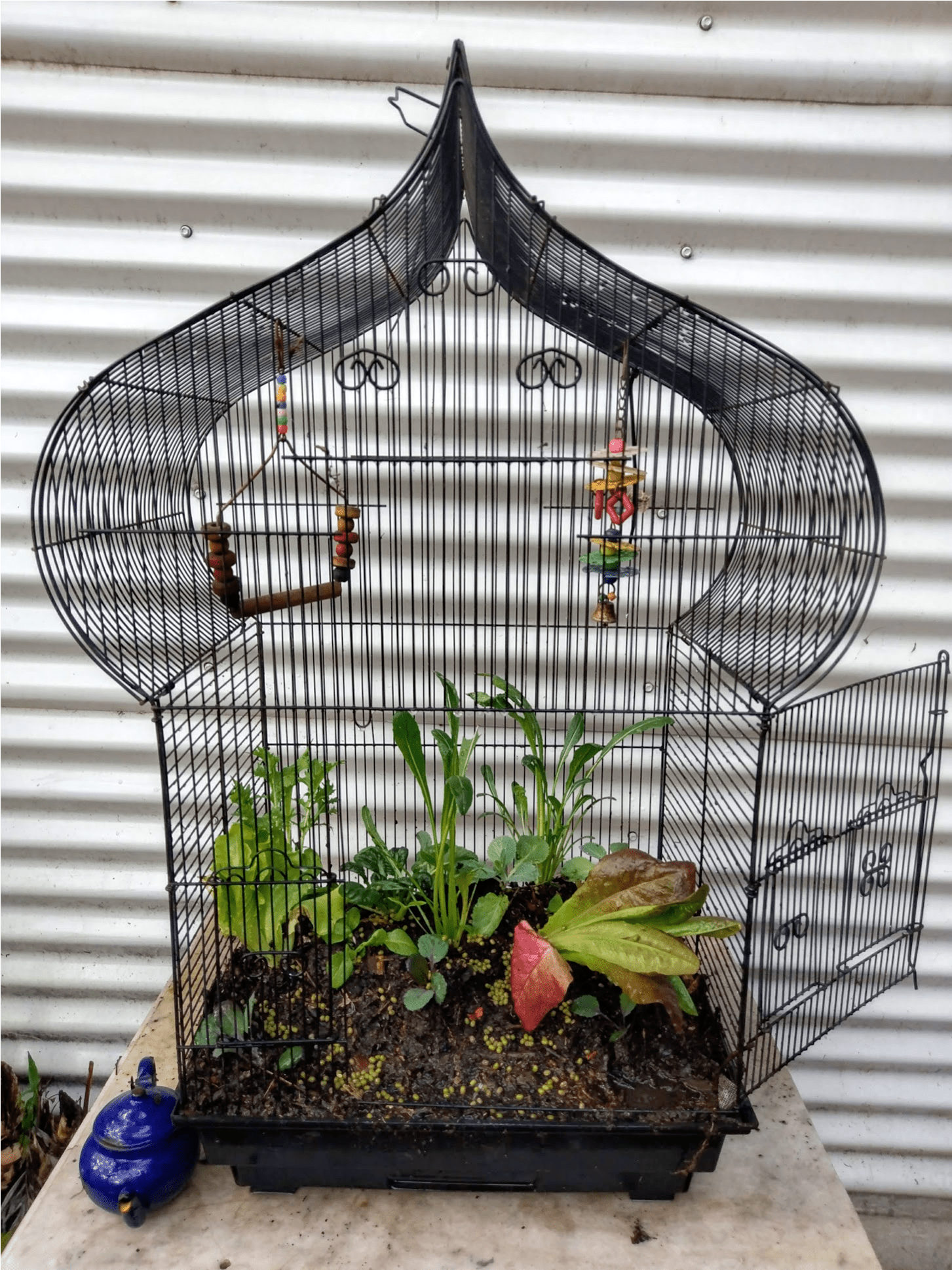 Birdcage Garden - Cage (3820x1938), Png Download