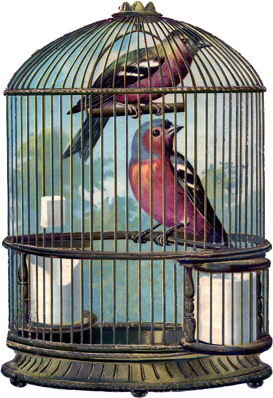 Ch - B *✿* - Vintage Bird Cage Png (559x800), Png Download