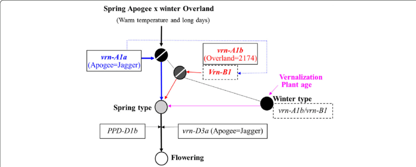Thin Arrows Indicate Promotion - Diagram (850x343), Png Download