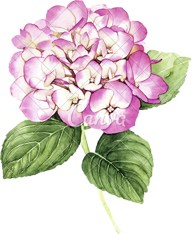 Clip Freeuse Library With Pink Hydrangea Flower Photos - Hydrangea Watercolor - Dictionary Art Print (664x800), Png Download