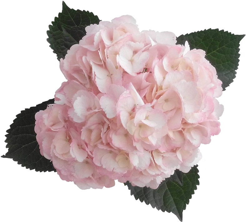 Hydrangea Transparent Pink Banner Transparent Stock - Pink Hydrangea Transparent (900x900), Png Download