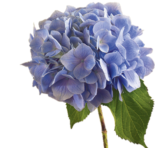Discover The Language - Hydrangea Transparent (400x300), Png Download